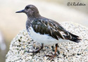 Arenaria melanocephala